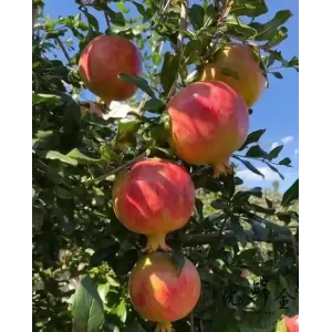 Pomegranate