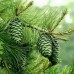 pine nut