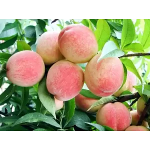 Peach
