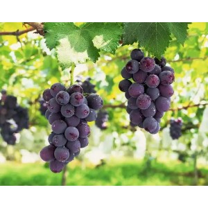 Grape